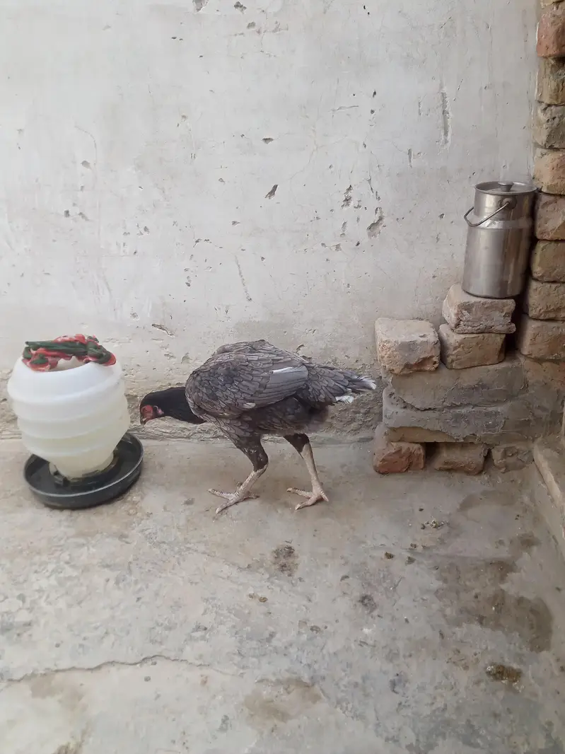 band gaddi aseel for sale — photo 4