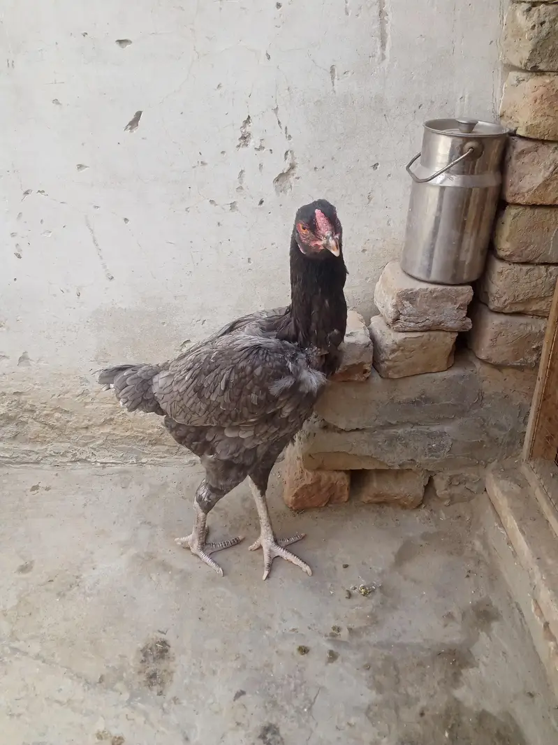 band gaddi aseel for sale — photo 5