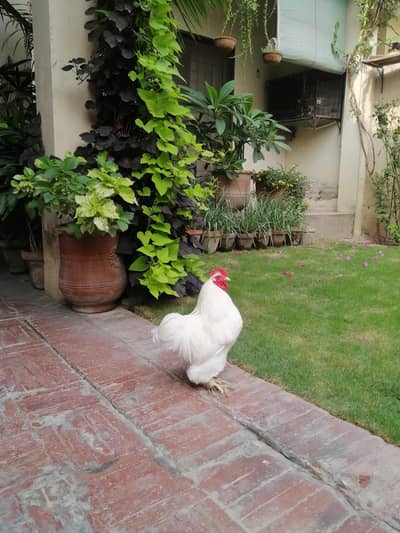 white Bentum