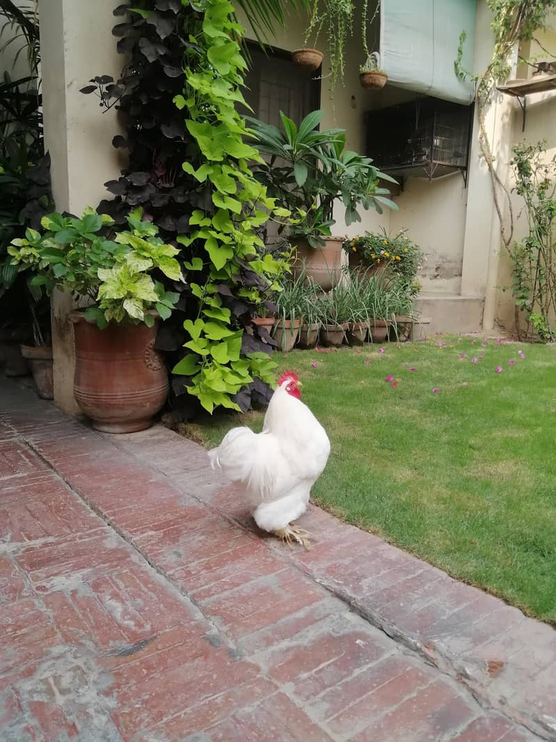 white Bentum 1
