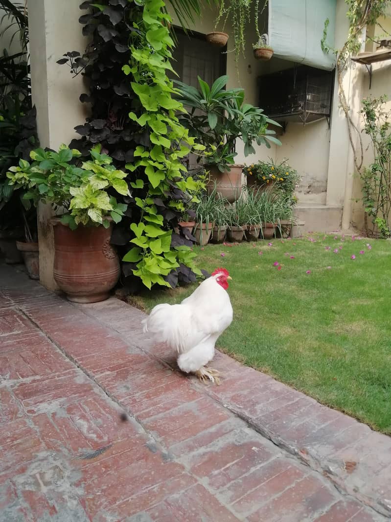 white Bentum 2