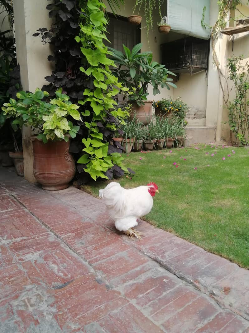 white Bentum 4