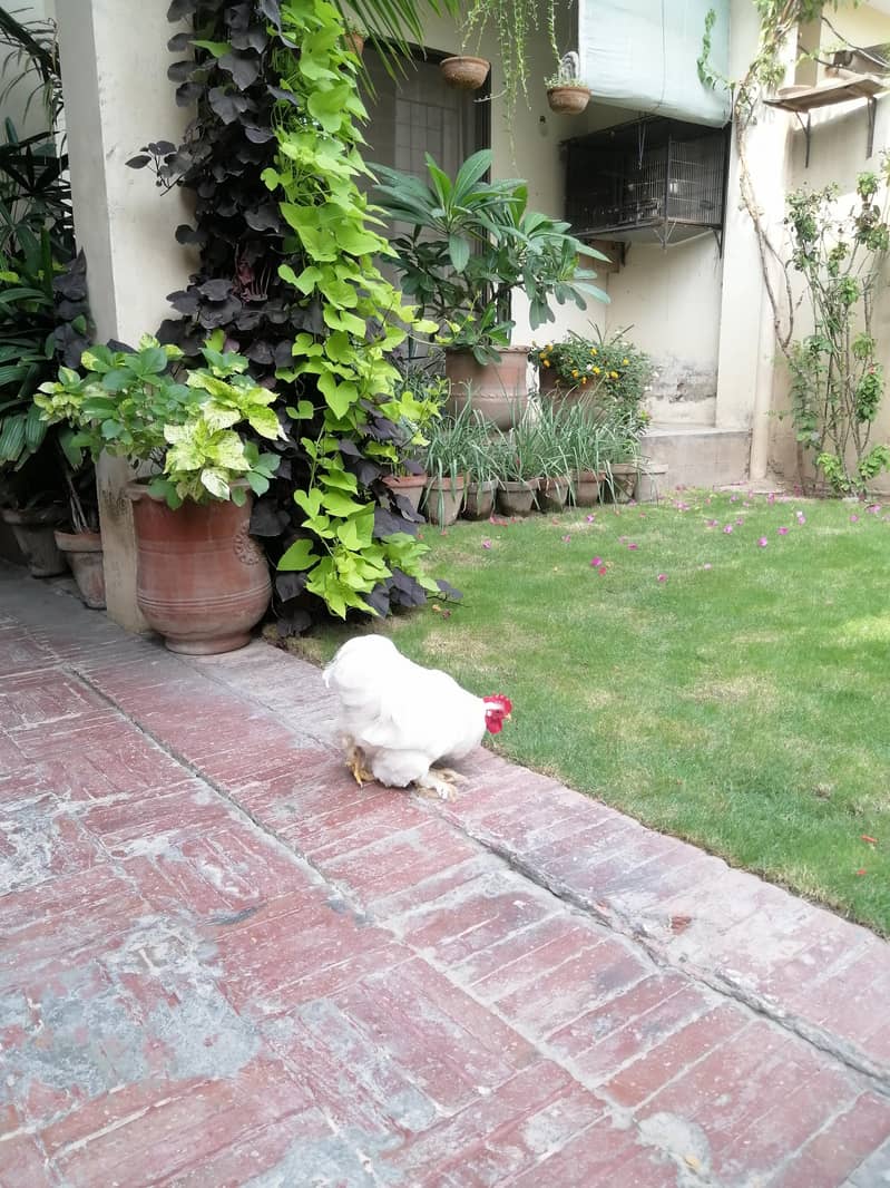 white Bentum 5
