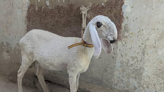 dumbe for sale