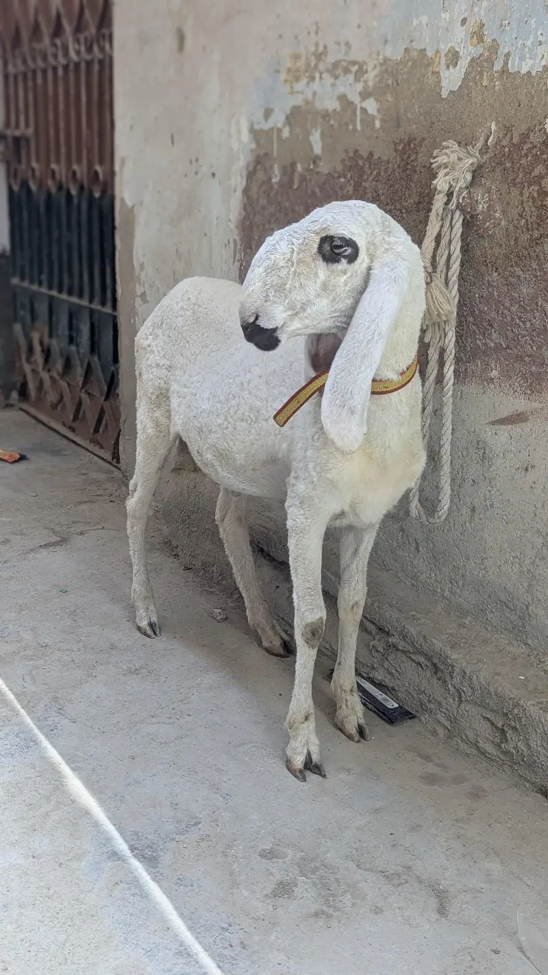 dumbe for sale — photo 2