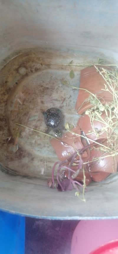 Indian soft shell turtle  Rs 1500
