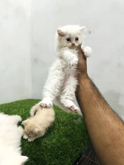 Triple coat kittens| Persian kittens | kittens in sahiwal 03280443175