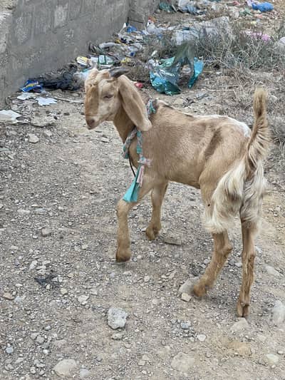 Desi Bakra
