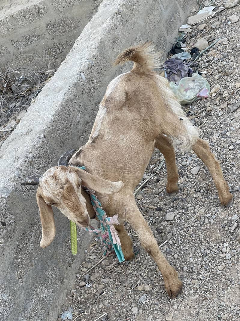 Desi Bakra 1