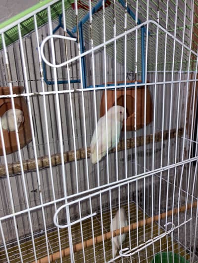 Albino parrot