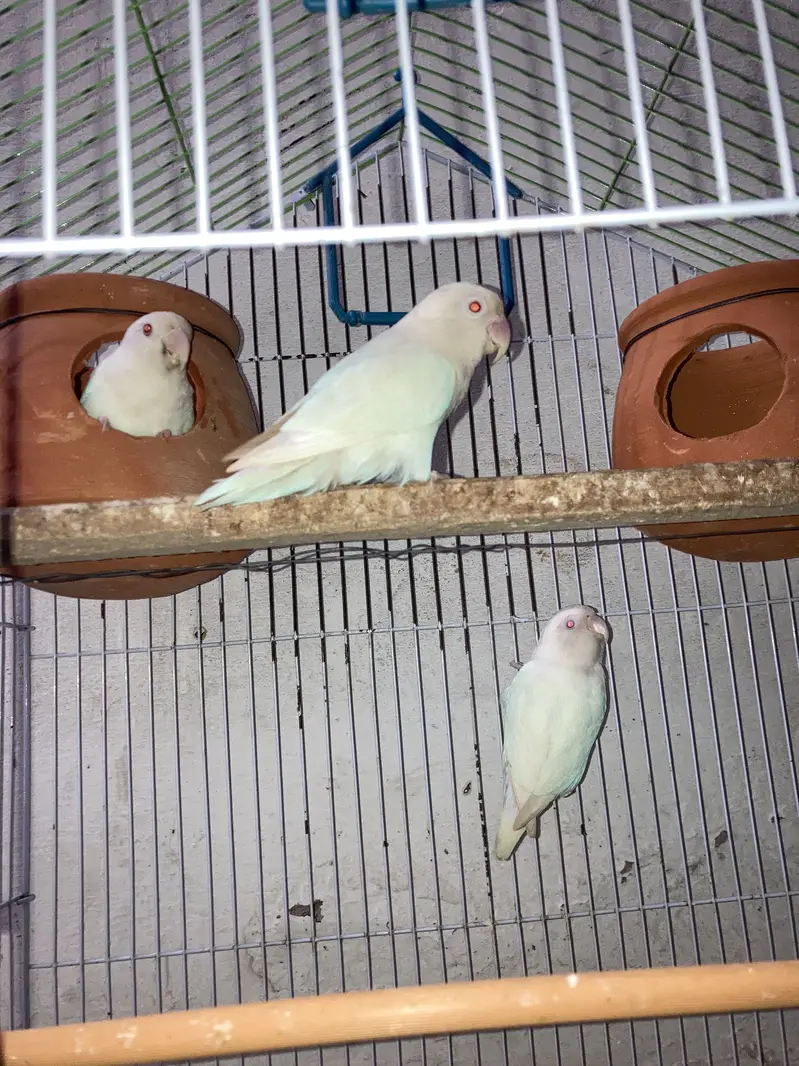Albino parrot — photo 2