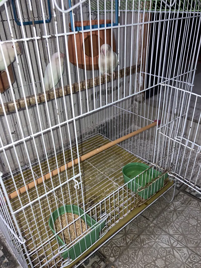 Albino parrot — photo 3