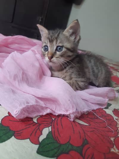 Kittens