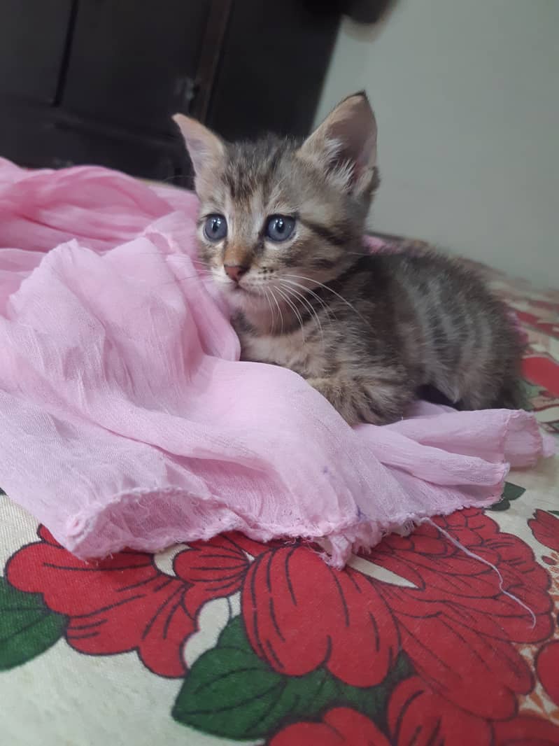 Kittens 0