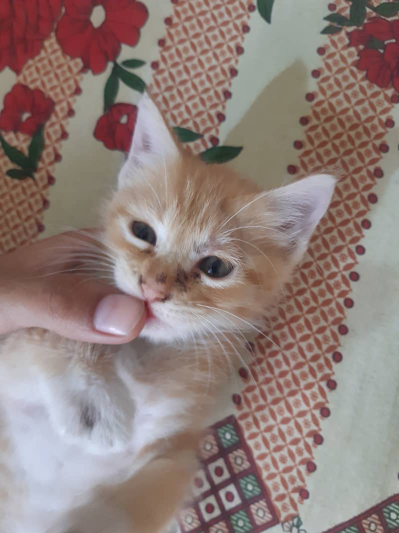 Kittens 1