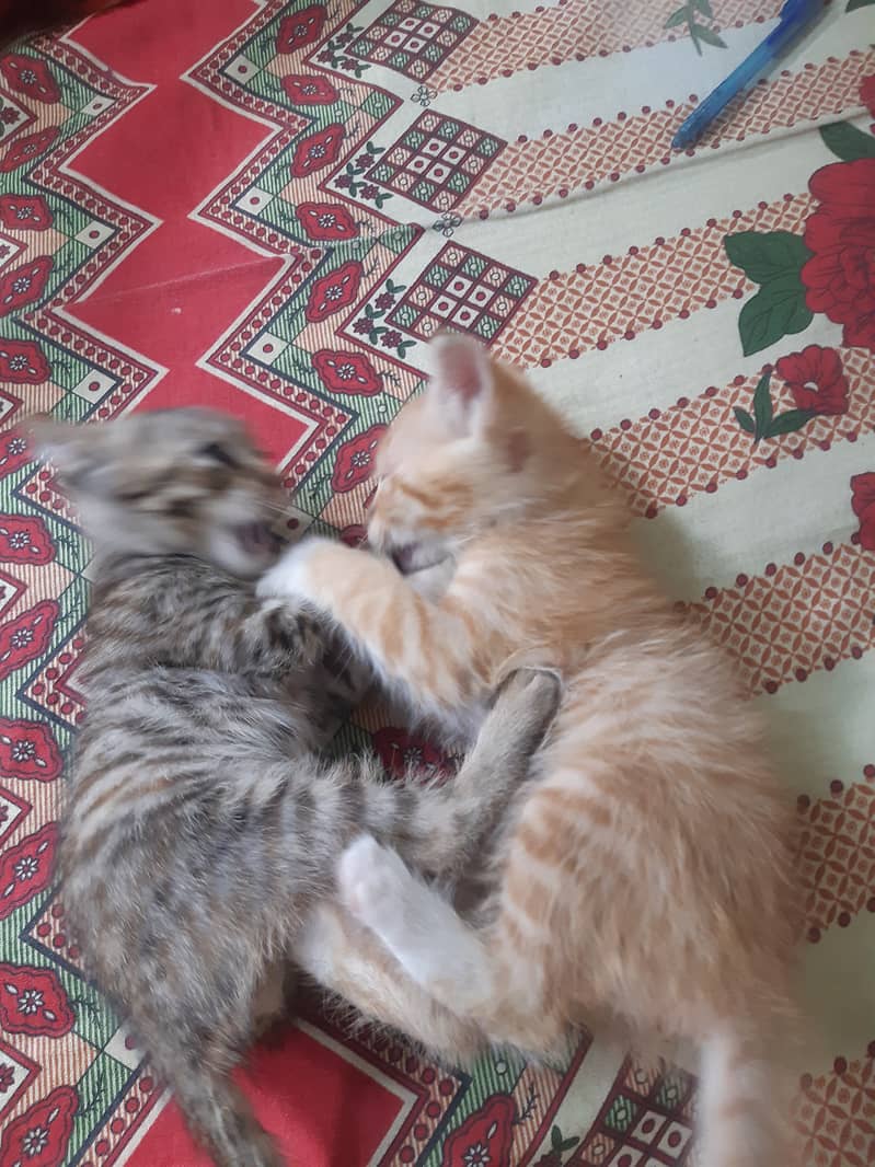 Kittens 2