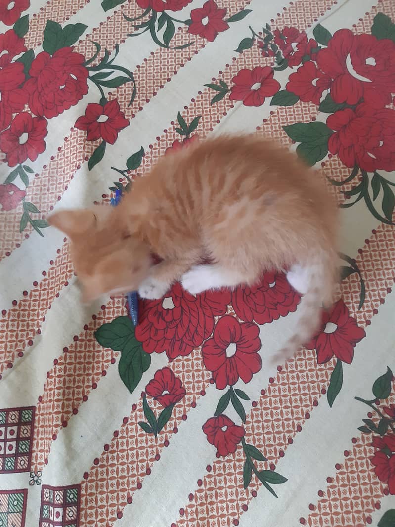 Kittens 3