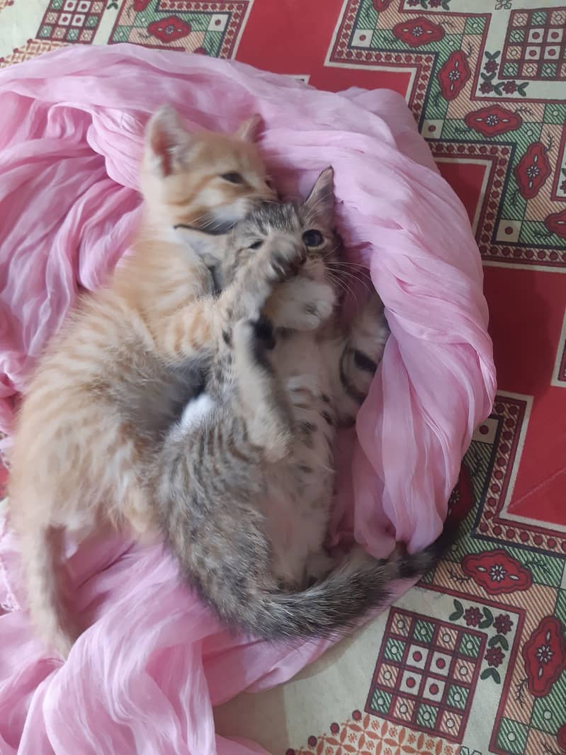 Kittens 4
