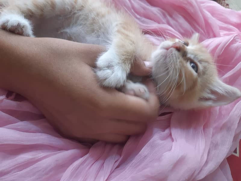 Kittens 5