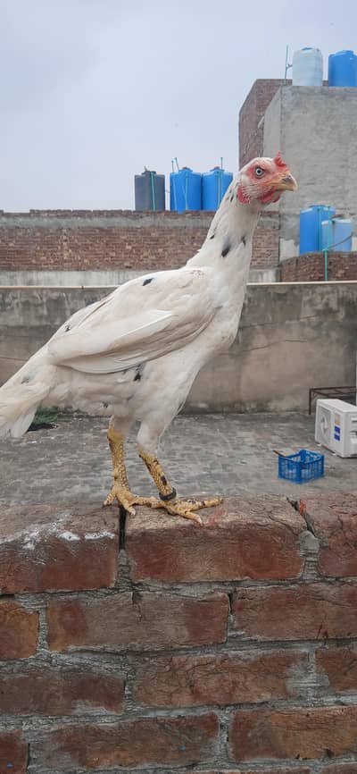kilo wali Khoobsurat maadi