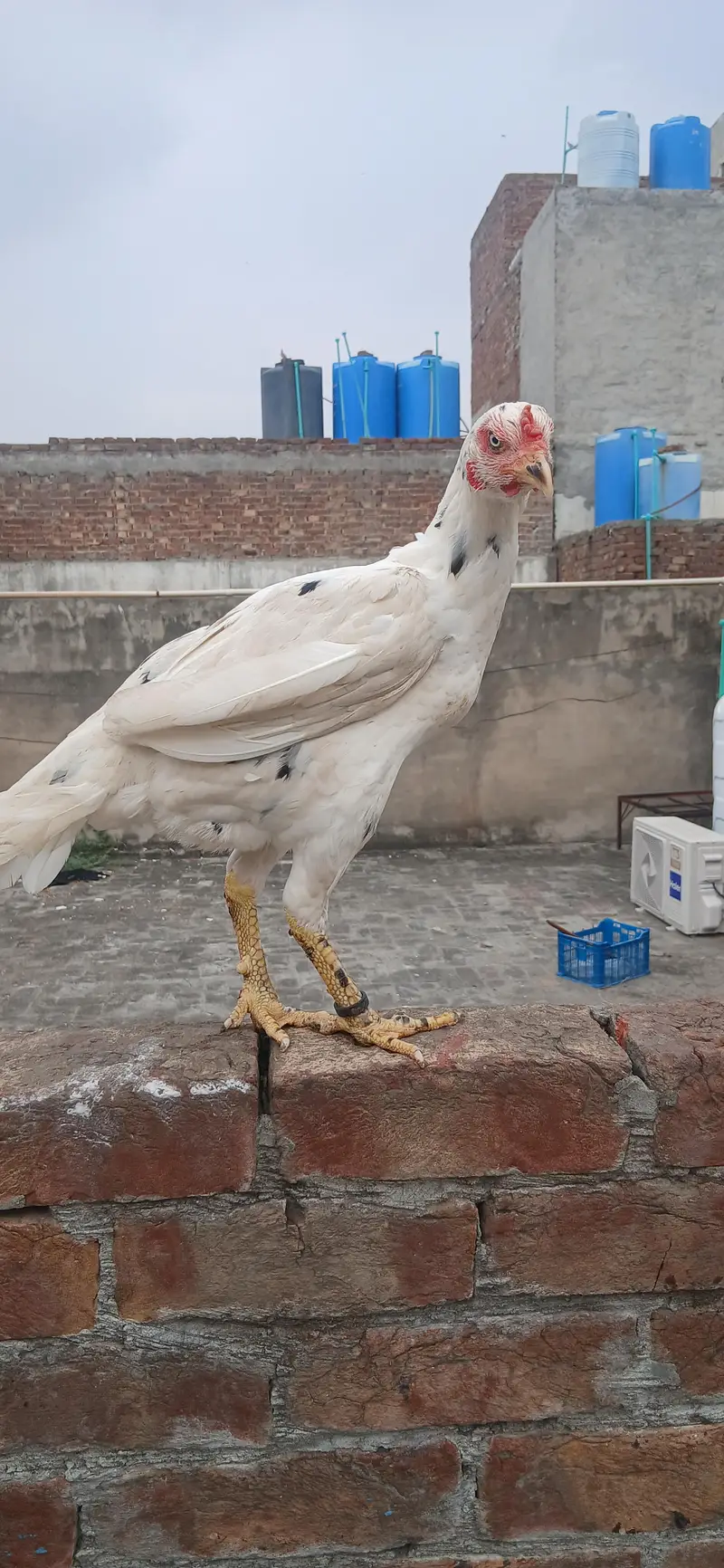 kilo wali Khoobsurat maadi — photo 2