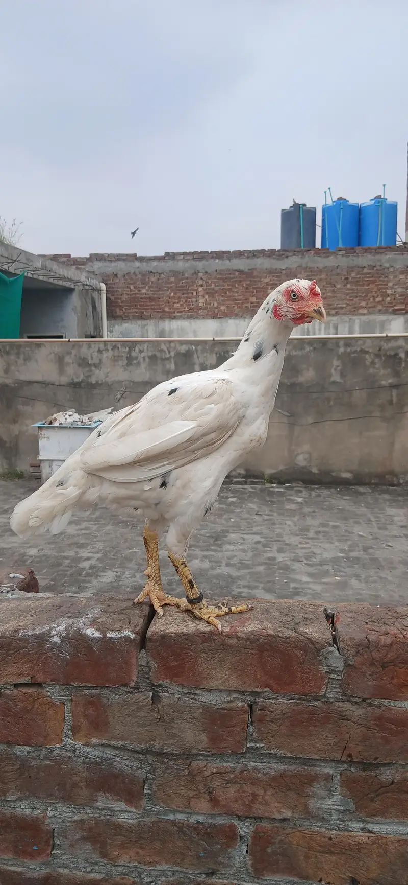 kilo wali Khoobsurat maadi — photo 3
