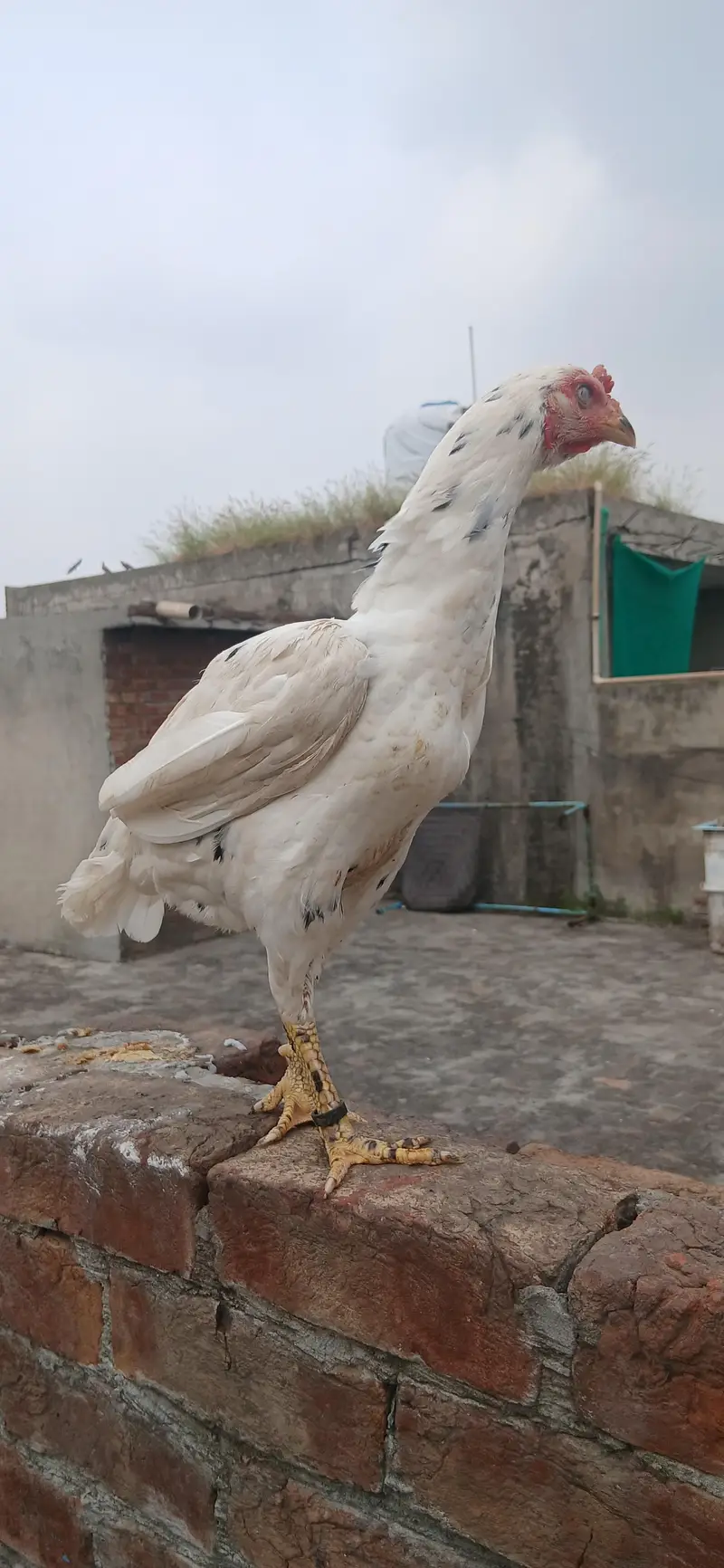 kilo wali Khoobsurat maadi — photo 4