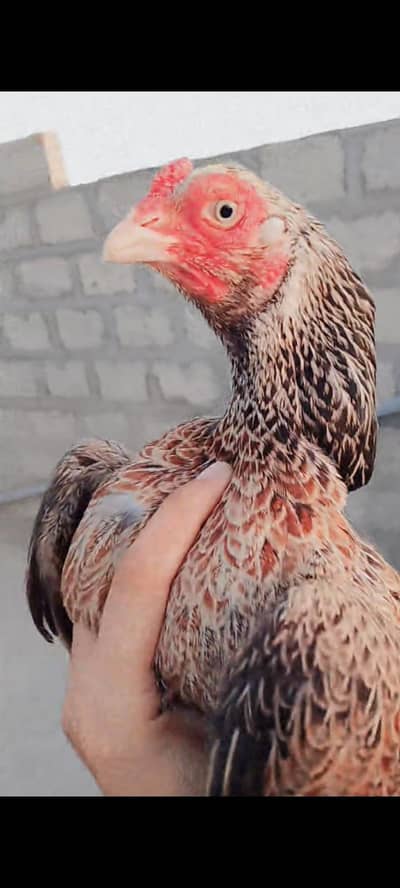 0 sizes mainwali male amrohi female male sajra ha