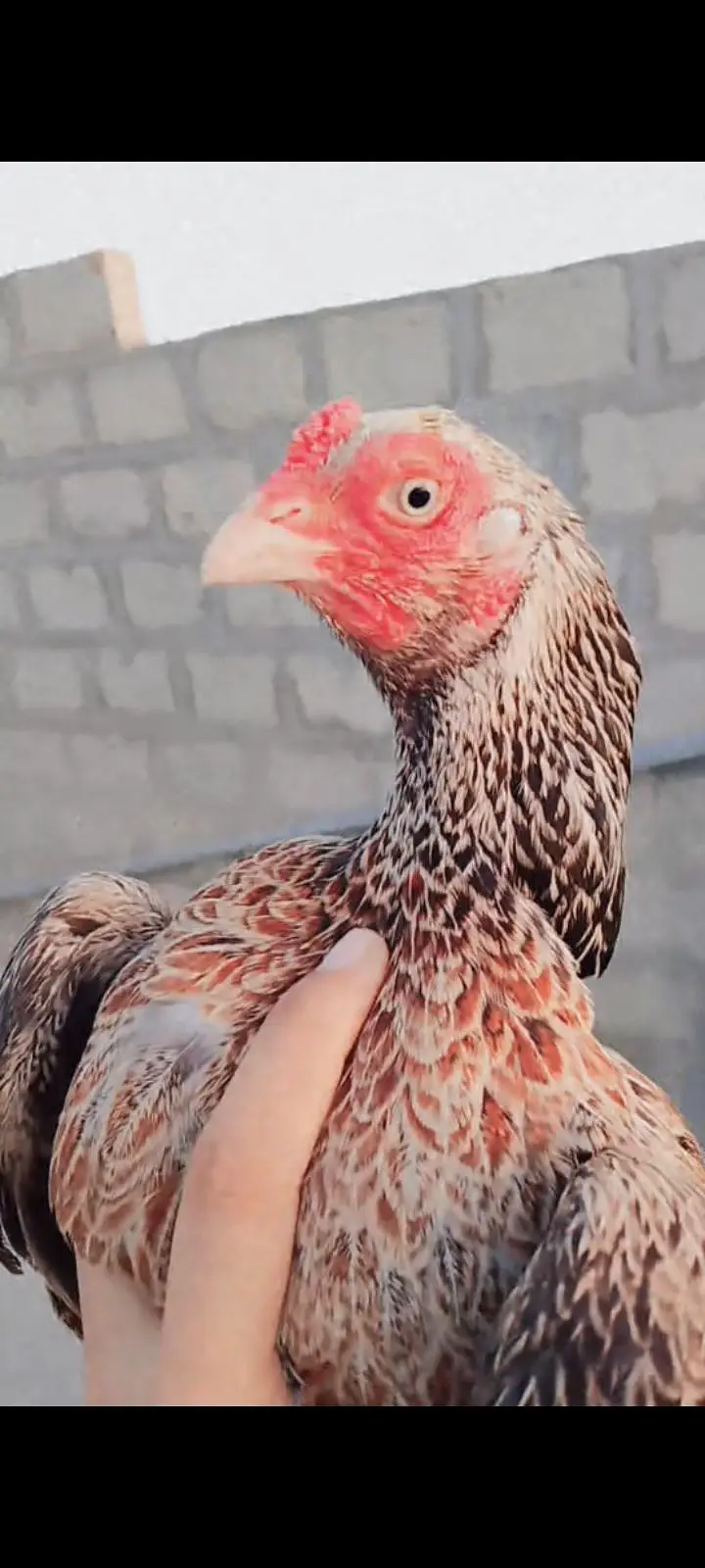 0 sizes mainwali male amrohi female male sajra ha — photo 2
