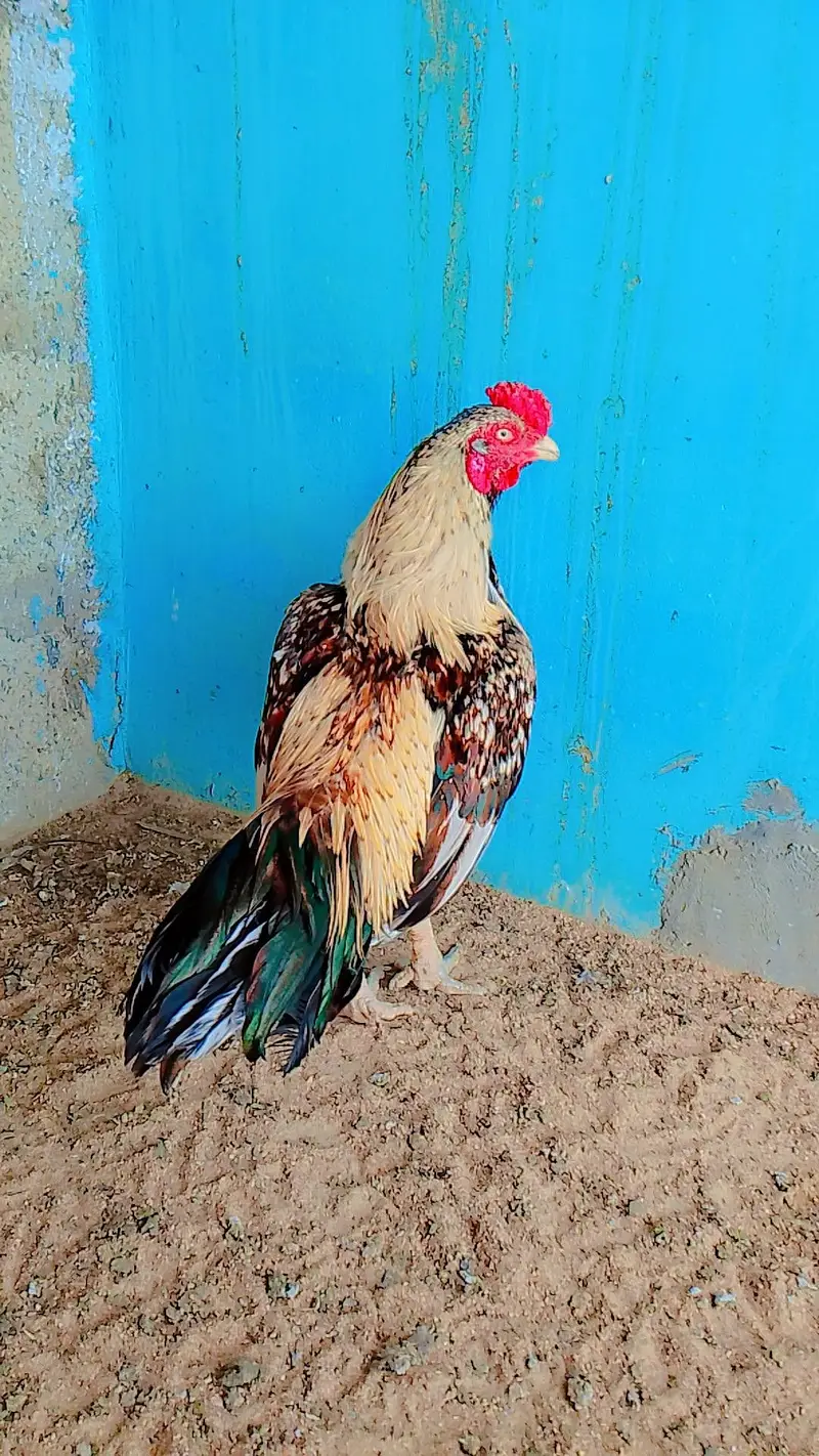 0 sizes mainwali male amrohi female male sajra ha — photo 4