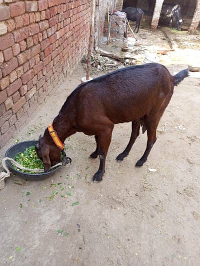 dessi goat