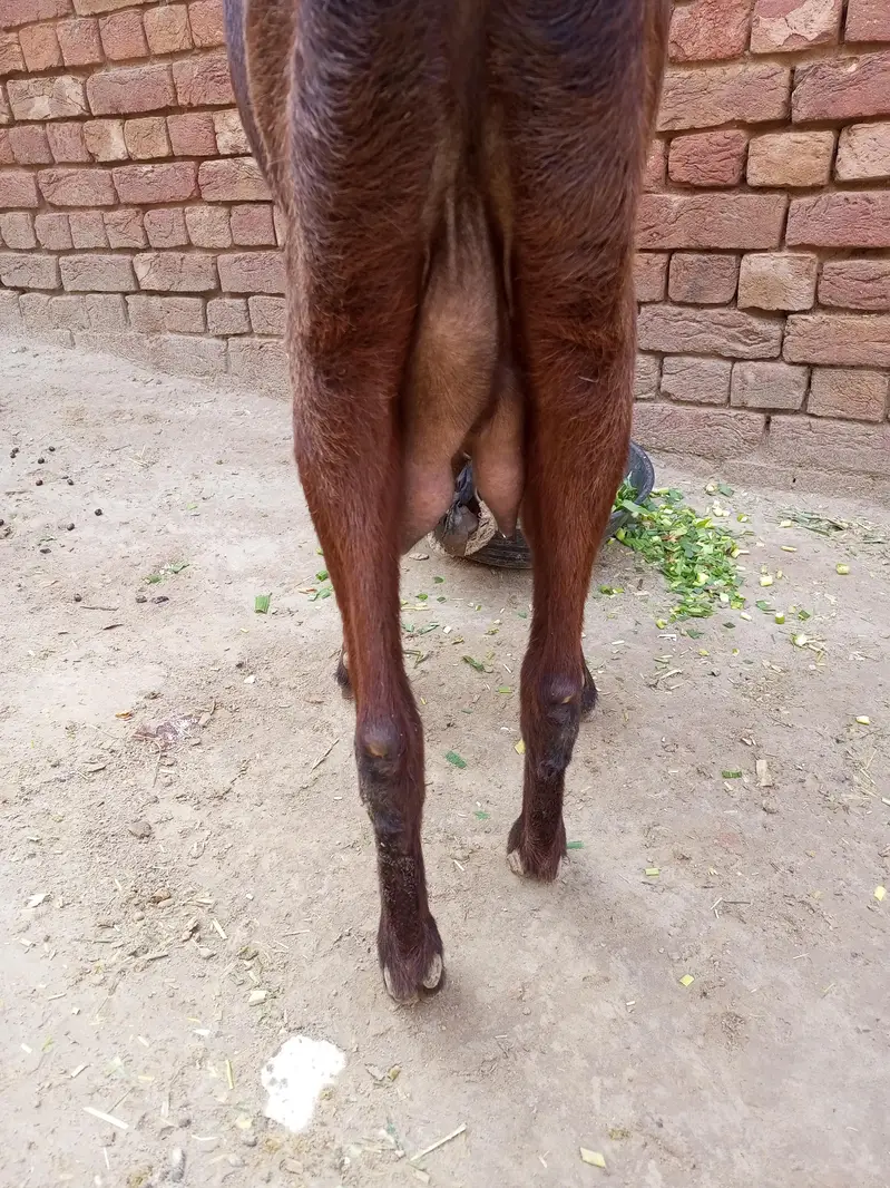 dessi goat — photo 2