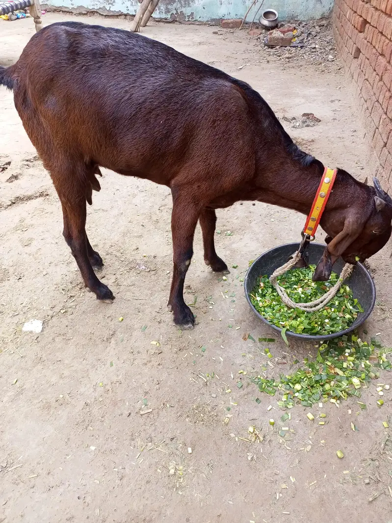 dessi goat — photo 3