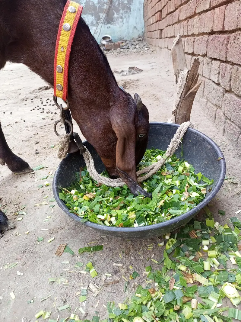 dessi goat — photo 4