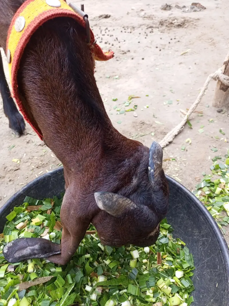 dessi goat — photo 5