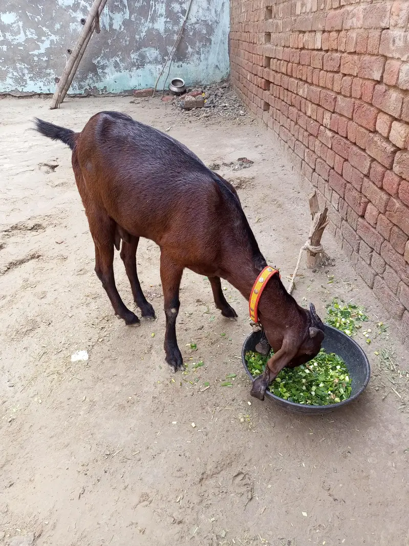 dessi goat — photo 6