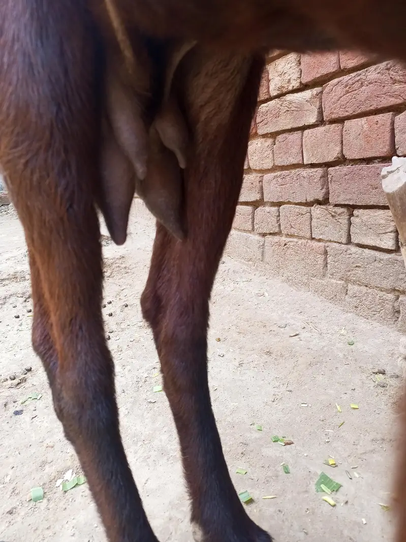 dessi goat — photo 7