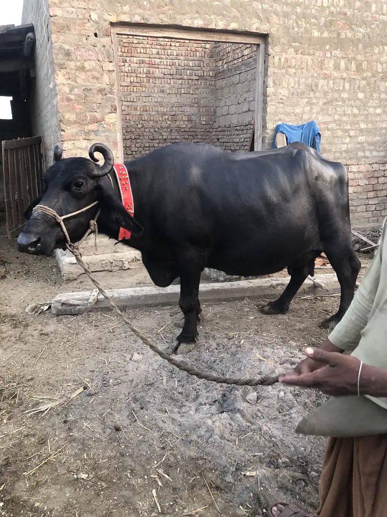 ماشاءاللہ 2 پیٹ بھینس برائے فروخت | سوئے والی | مکمل گارنٹی — photo 4