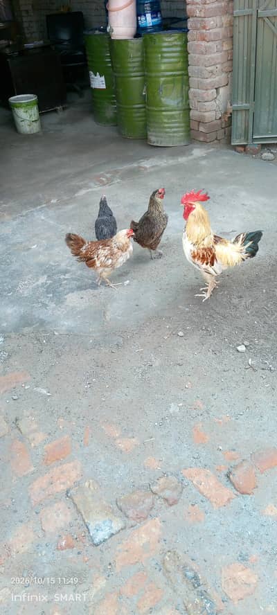 Desi murga or murgee top Quality kay