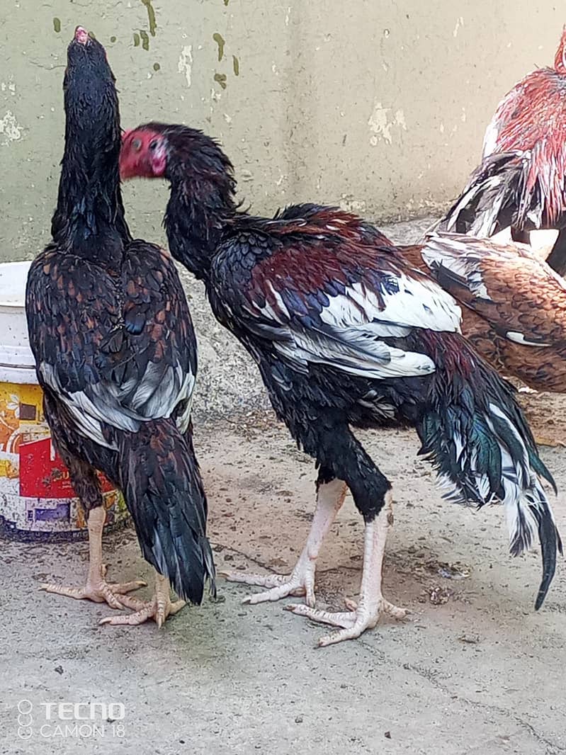 اسیل مرغے مرغیاں دو مرغ تین مرغیاں 3