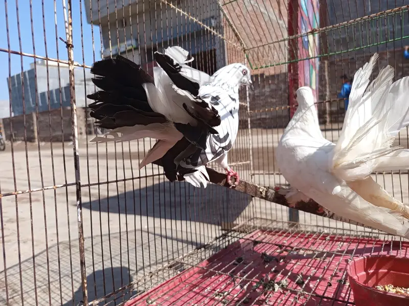 lakhay female — photo 2