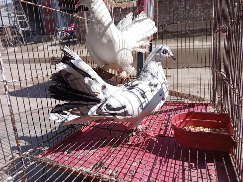 lakhay female — photo 3
