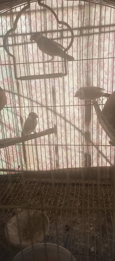 three fhon jawa two female and one male for sale
