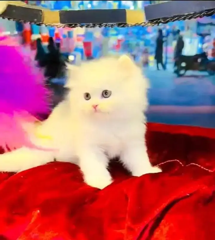 (Persian female kitten) (for sale all) (Pakistan delivery available) — photo 2