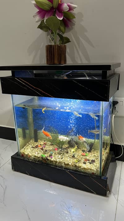 Aquarium / Fish Tank with 11 Different fishes for Sale