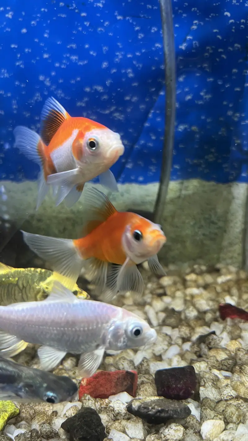 Aquarium / Fish Tank with 11 Different fishes for Sale — photo 2