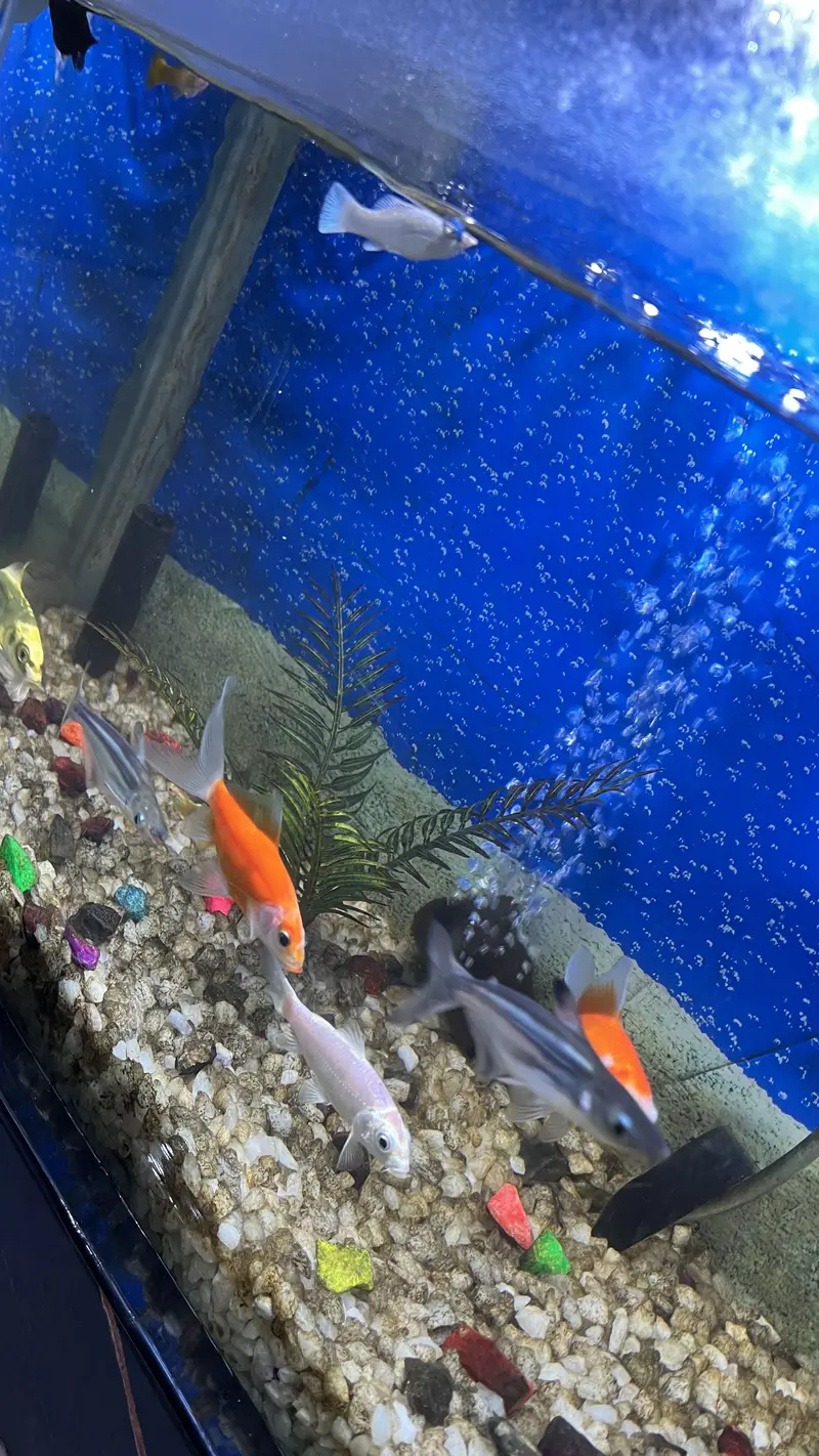 Aquarium / Fish Tank with 11 Different fishes for Sale — photo 3