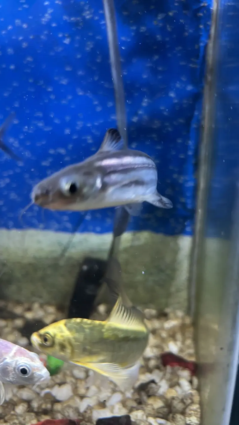 Aquarium / Fish Tank with 11 Different fishes for Sale — photo 4