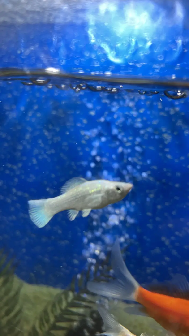 Aquarium / Fish Tank with 11 Different fishes for Sale — photo 5