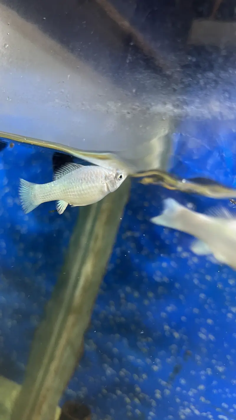 Aquarium / Fish Tank with 11 Different fishes for Sale — photo 6